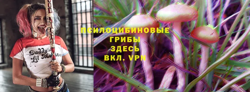 даркнет сайт  Вихоревка  Псилоцибиновые грибы Psilocybe 